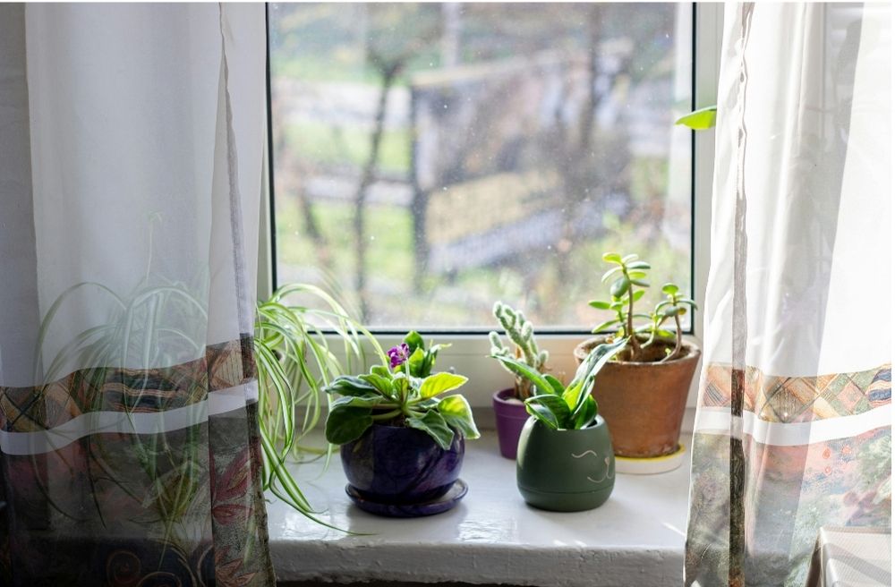 small indoor potted plant hostess gift