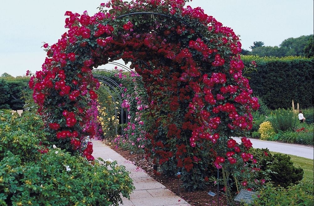 flower arch