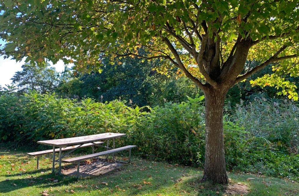 garden table under tree