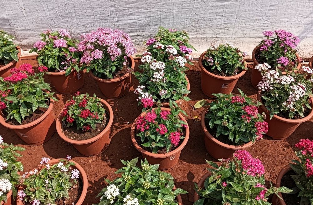 Garden Brunch Ideas