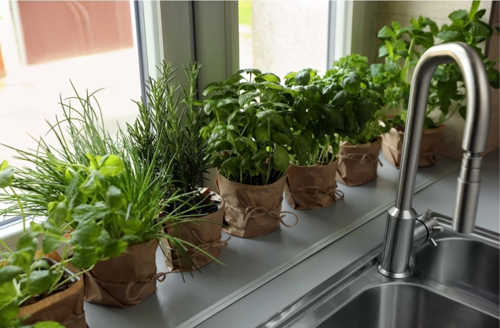 kitchen herb plants